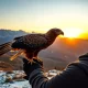 Master falconer practicing falconry conservation with golden eagle in natural habitat