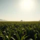 Sugarcane field in Brazil as production increases affect global sugar prices.