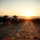 Cattle feedlot at sunrise on March 6, 2026, representing the live and feeder cattle commodity markets.