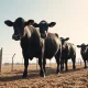 Cattle futures falling as market reacts to weak USDA export sales data and stalled cash trade.