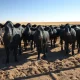 Cattle futures market declines as labor strike threatens meatpacking plant operations in 2026.