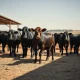 Cattle futures market analysis showing livestock under pressure in feedlot setting.