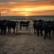 Cattle futures market analysis with livestock in feedlot setting during March 2026 price decline