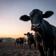 Cattle futures market analysis showing livestock price pressures in agricultural commodities trading