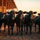 Cattle futures market analysis showing livestock price declines in March 2026