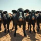 Cattle futures market analysis showing livestock in commercial feedlot setting