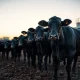 Cattle market downturn as live cattle futures fall sharply in October 2024 trading.