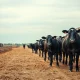 Cattle futures pressure analysis as livestock markets decline in March 2026.
