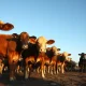 Cattle in a feedlot as futures prices rally sharply in commodity markets.