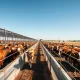 Cattle in a feedlot with futures prices rising on strong cash and wholesale beef markets.