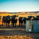 Cattle futures market rally on Turnaround Tuesday 2026 shown through healthy livestock in feedlot.