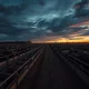 Cattle in a feedlot with futures prices rising ahead of a USDA report.
