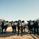 Cattle market analysis showing livestock in feedlot for Turnaround Tuesday futures gains report.