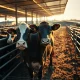 Cattle futures market analysis with feedlot operations and price trends for livestock producers