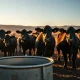 Cattle futures market analysis with focus on live and feeder cattle prices for September 2024.