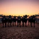 Cattle futures market analysis with livestock in feedlot setting