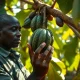 A cocoa farmer in West Africa inspects pods as futures prices decline.
