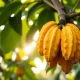 Cocoa pods on a tree in a plantation, representing global cocoa commodity markets.