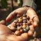 Cocoa beans being inspected, representing volatile commodity futures market.