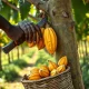 Cocoa farmer harvesting pods in Ivory Coast as prices consolidate after recent losses