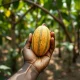 Cocoa farmer holding a ripe pod, representing the supply chain at the heart of volatile cocoa prices in 2026.