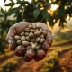 Coffee prices fall as a farmer holds green beans in Brazil, highlighting weather and supply factors.