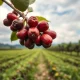 Coffee prices fall as Brazil weather improves crop outlook in Minas Gerais plantations.