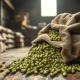 Coffee prices fall as global supply outlook shifts, shown by green coffee beans spilling from a sack.