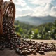 Coffee beans being harvested as supply concerns lift coffee prices in global commodity markets