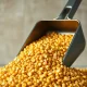 Corn market analysis showing grain prices and WASDE report impact on agricultural commodities trading