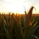 Analysis of corn futures market performance and USDA report impacts on agricultural commodities.