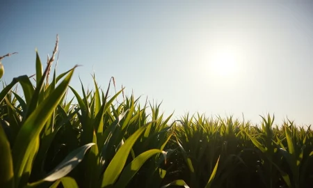 Rows of corn in a field with futures prices declining ahead of a USDA report.