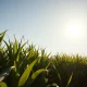Rows of corn in a field with futures prices declining ahead of a USDA report.