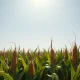 A cornfield under a clear sky, representing the agricultural commodity market.