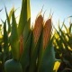 Corn futures market analysis showing price gains and speculator positioning for March 2026