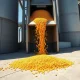 Corn futures price reversal at Monday midday with USDA export data showing decline