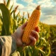 Analysis of the corn futures rally and agricultural market data for July 2024.
