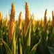 Corn futures rally on strong export sales and rising crude oil prices in March 2026.