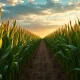 Corn futures market analysis showing rally amid shifting weather and export data for agricultural traders.