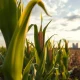Corn futures market analysis showing agricultural commodity rally with ethanol production data impact