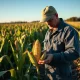 Farmer examining corn in field during March 2026 commodity market rally