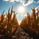 Corn futures rally on Wednesday as markets react to Mexico tariff comments and ethanol production data in agricultural commodities trading.