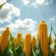 Golden corn cobs in a field, representing the agricultural commodity market rally discussed in the article.