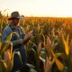 Farmer examining corn in field during USDA report week, corn futures market analysis