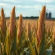 Corn futures market analysis showing price resilience ahead of USDA WASDE report on agricultural commodities