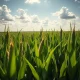 Corn futures rally as weather forecasts shift and traders analyze export data for the grain market.