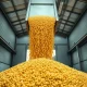 Corn rally drives agricultural commodity prices higher amid crude oil surge and strong export data