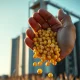 Corn rally analysis showing grain prices and export market trends for 2026.