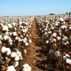 A cotton field under a clear sky, representing the agricultural commodity market.