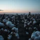 Cotton field at dusk with bolls, representing commodity market movements.